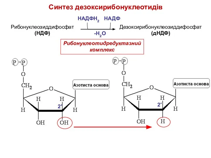 Cинтез дезоксирибонуклеотидів Рибонуклеозиддифосфат (НДФ) Дезоксирибонуклеозиддифосфат (дНДФ) НАДФН2 НАДФ 2′ 2′ Рибонуклеотидредуктазнийкомплекс -Н2О