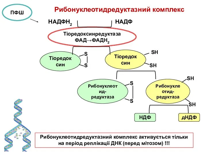 Рибонуклеотидредуктазний комплекс НАДФН2 НАДФ Тіоредоксинредуктаза ФАД→ФАДН2 Тіоредоксин S S Тіоредоксин SН