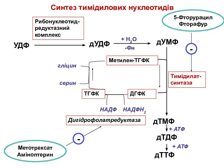 Cинтез тимідилових нуклеотидів УДФ дУДФ Рибонуклеотид-редуктазний комплекс дУМФ -Фн Тимідилат-синтаза Метилен-ТГФК