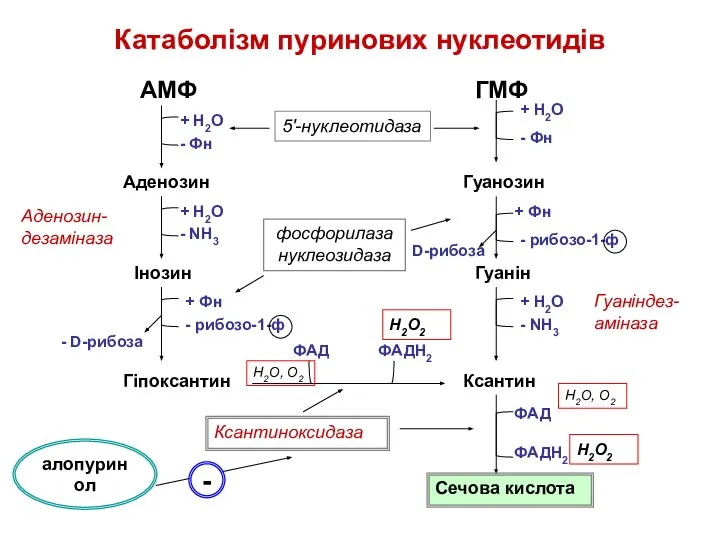 Катаболізм пуринових нуклеотидів АМФ ГМФ + Н2О + Н2О - Фн