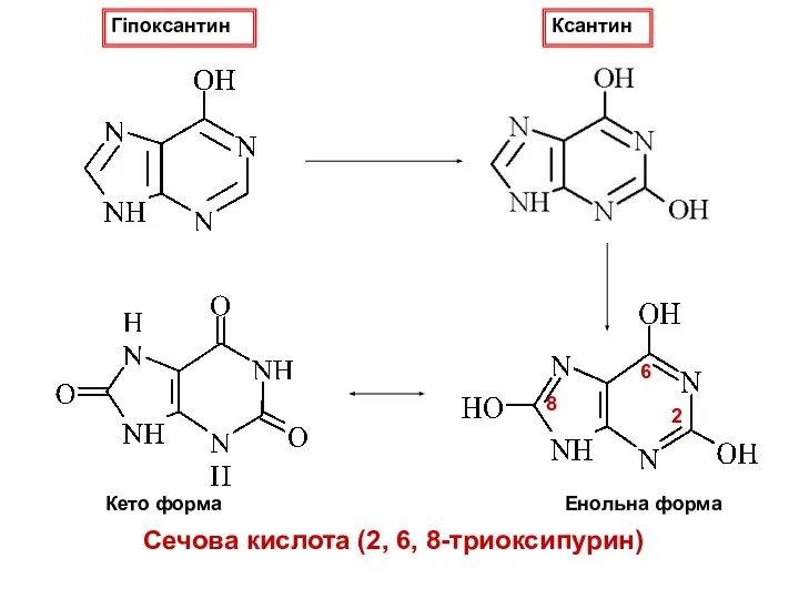 Гіпоксантин Ксантин Сечова кислота (2, 6, 8-триоксипурин) Енольна форма Кето форма 2 6 8