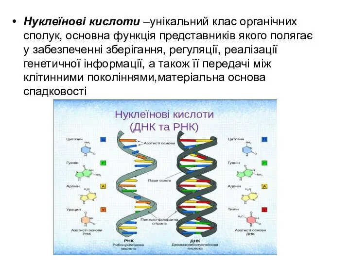 Нуклеїнові кислоти –унікальний клас органічних сполук, основна функція представників якого полягає