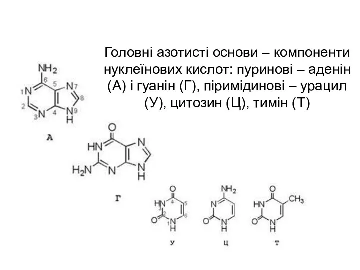 Головні азотисті основи – компоненти нуклеїнових кислот: пуринові – аденін (А)