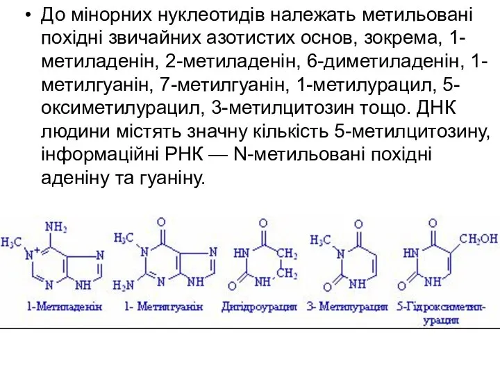 До мінорних нуклеотидів належать метильовані похідні звичайних азотистих основ, зокрема, 1-метиладенін,