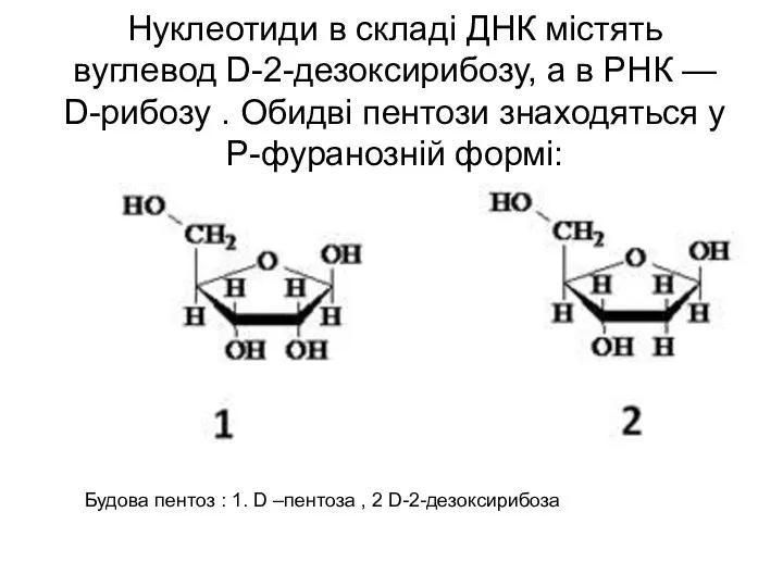 Нуклеотиди в складі ДНК містять вуглевод D-2-дезоксирибозу, а в РНК —