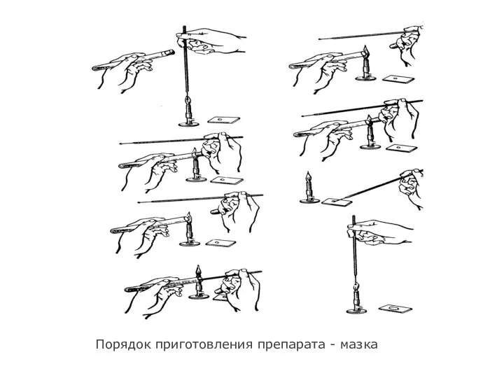 Порядок приготовления препарата - мазка