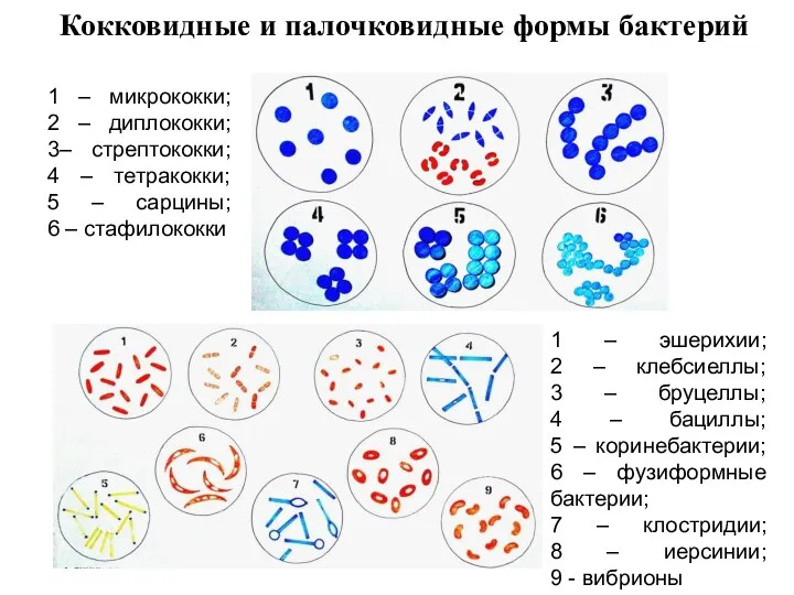 Кокковидные и палочковидные формы бактерий 1 – микрококки; 2 – диплококки;