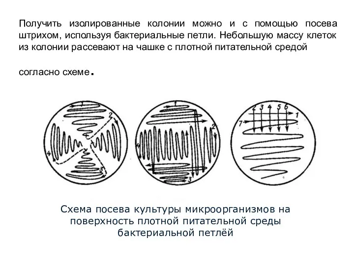 Получить изолированные колонии можно и с помощью посева штрихом, используя бактериальные