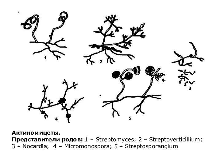 Актиномицеты. Представители родов: 1 – Streptomyces; 2 – Streptoverticillium; 3 –