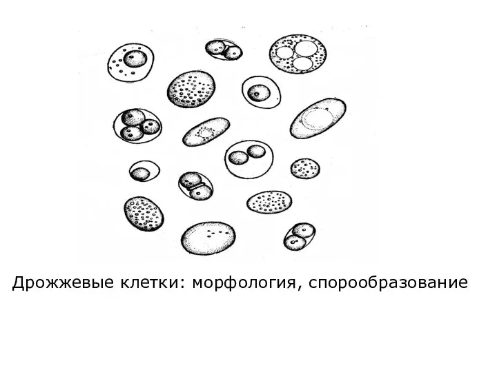 Дрожжевые клетки: морфология, спорообразование