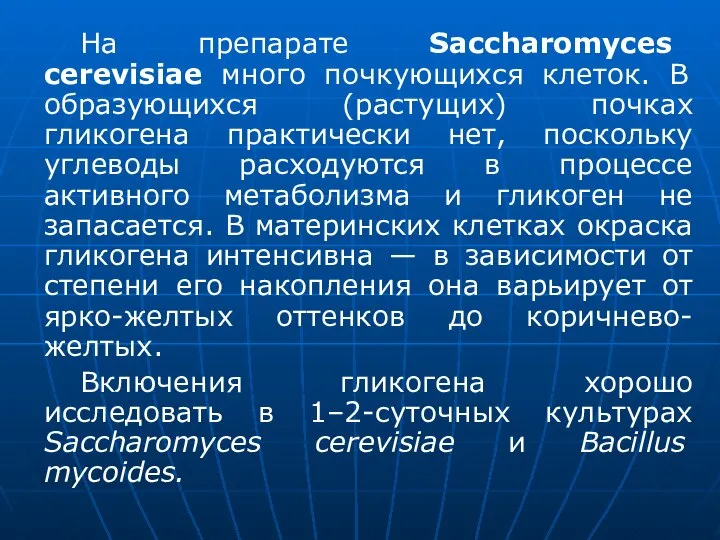 На препарате Saccharomyces cerevisiae много почкующихся клеток. В образующихся (растущих) почках