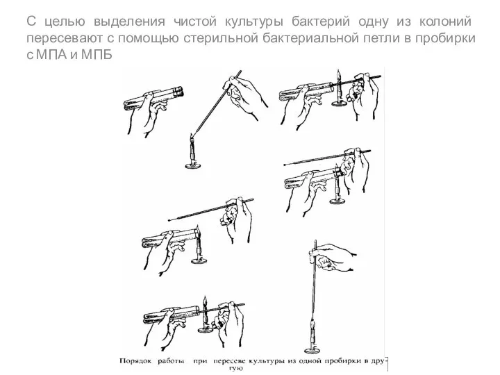 С целью выделения чистой культуры бактерий одну из колоний пересевают с