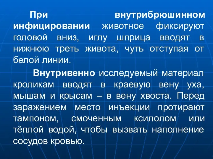 При внутрибрюшинном инфицировании животное фиксируют головой вниз, иглу шприца вводят в