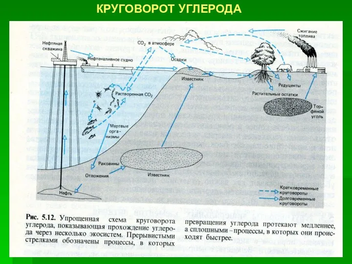 КРУГОВОРОТ УГЛЕРОДА