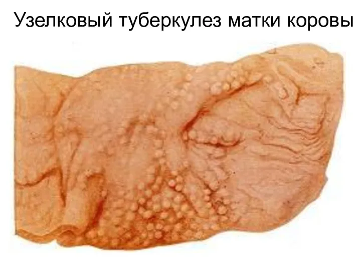 Узелковый туберкулез матки коровы