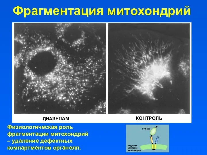 Фрагментация митохондрий Физиологическая роль фрагментации митохондрий – удаление дефектных компартментов органелл.