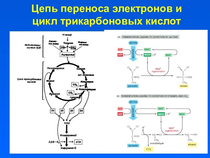 Цепь переноса электронов и цикл трикарбоновых кислот