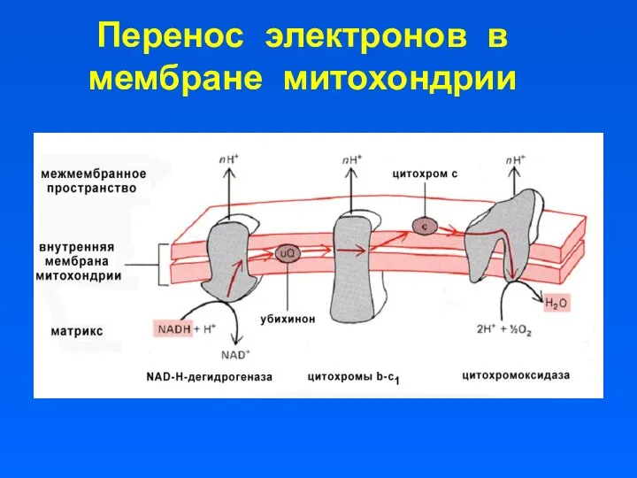 Перенос электронов в мембране митохондрии