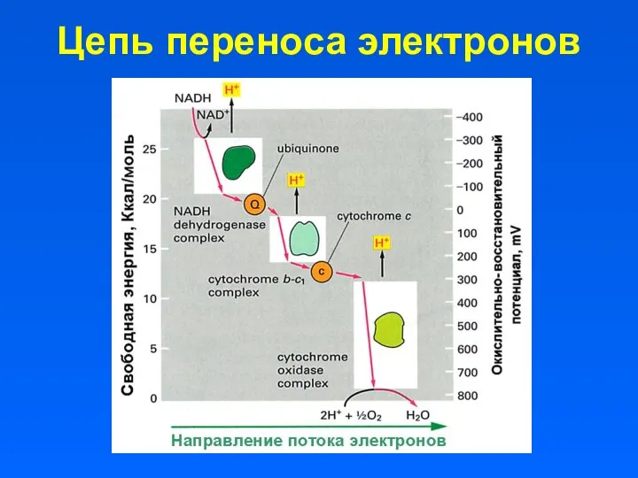 Цепь переноса электронов