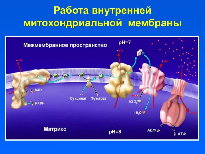 Работа внутренней митохондриальной мембраны