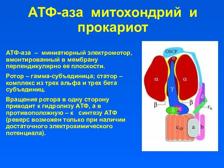 АТФ-аза митохондрий и прокариот АТФ-аза – миниатюрный электромотор, вмонтированный в мембрану