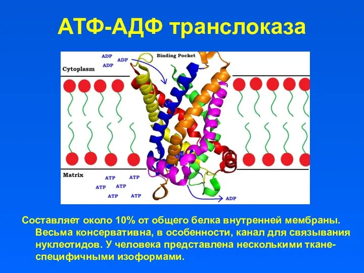 АТФ-АДФ транслоказа Составляет около 10% от общего белка внутренней мембраны. Весьма