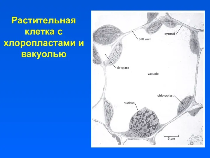 Растительная клетка с хлоропластами и вакуолью