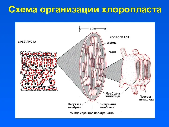 Схема организации хлоропласта