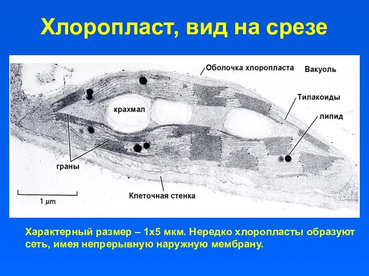 Хлоропласт, вид на срезе Характерный размер – 1х5 мкм. Нередко хлоропласты