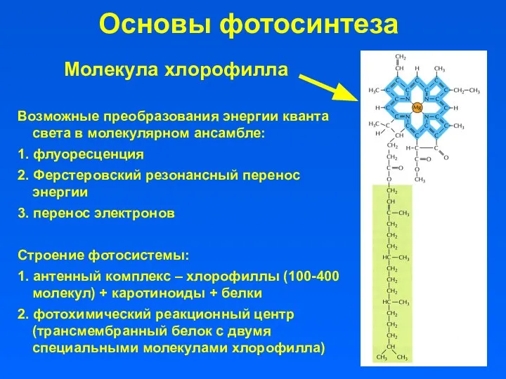 Основы фотосинтеза Возможные преобразования энергии кванта света в молекулярном ансамбле: 1.