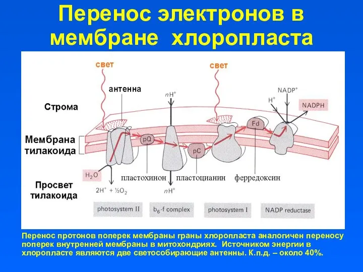 Перенос электронов в мембране хлоропласта Перенос протонов поперек мембраны граны хлоропласта