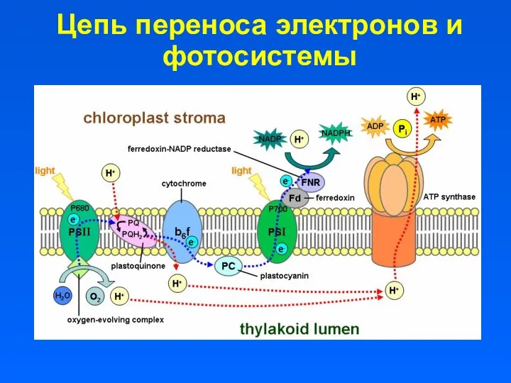 Цепь переноса электронов и фотосистемы