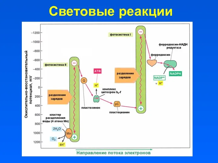 Световые реакции