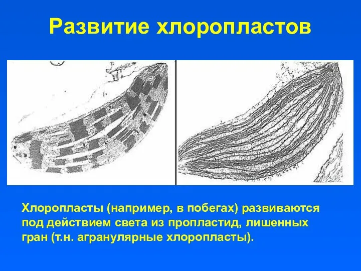 Развитие хлоропластов Хлоропласты (например, в побегах) развиваются под действием света из