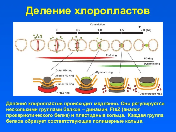 Деление хлоропластов Деление хлоропластов происходит медленно. Оно регулируется несколькими группами белков