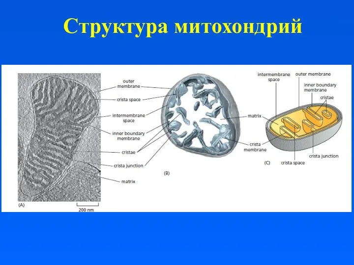 Структура митохондрий