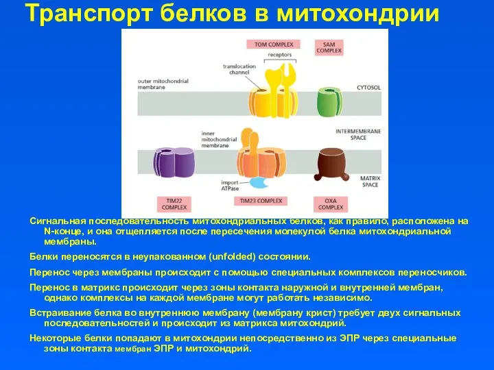 Транспорт белков в митохондрии Сигнальная последовательность митохондриальных белков, как правило, расположена