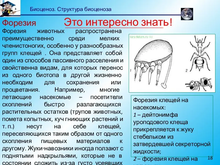 Биоценоз. Структура биоценоза Форезия животных распространена преимущественно среди мелких членистоногих, особенно