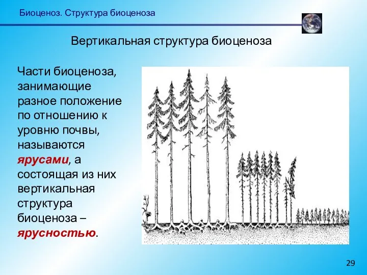 Биоценоз. Структура биоценоза Части биоценоза, занимающие разное положение по отношению к