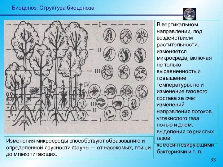 Биоценоз. Структура биоценоза В вертикальном направлении, под воздействием растительности, изменяется микросреда,