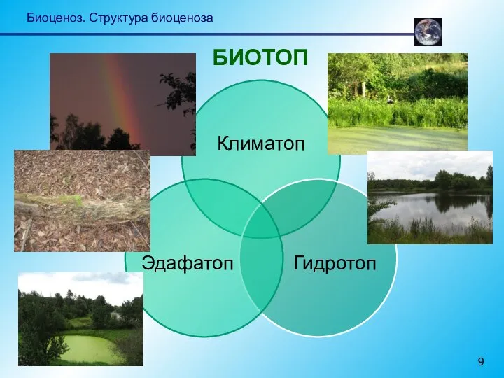 Биоценоз. Структура биоценоза БИОТОП