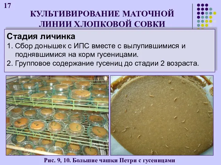 КУЛЬТИВИРОВАНИЕ МАТОЧНОЙ ЛИНИИ ХЛОПКОВОЙ СОВКИ Стадия личинка 1. Сбор донышек с