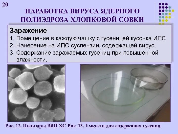 НАРАБОТКА ВИРУСА ЯДЕРНОГО ПОЛИЭДРОЗА ХЛОПКОВОЙ СОВКИ 20 Рис. 12. Полиэдры ВЯП