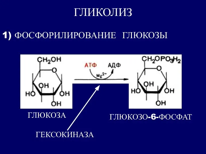 ГЛИКОЛИЗ ГЛЮКОЗО-6-ФОСФАТ 1) ФОСФОРИЛИРОВАНИЕ ГЛЮКОЗЫ