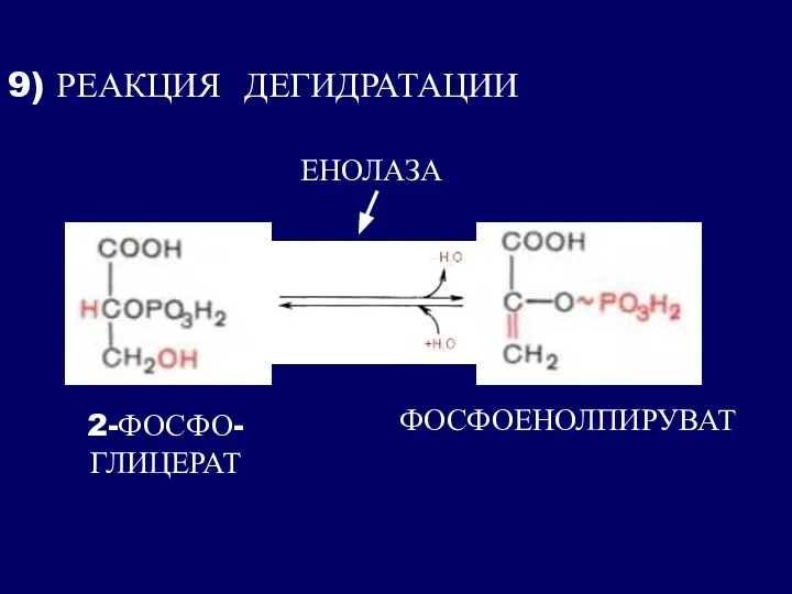 9) РЕАКЦИЯ ДЕГИДРАТАЦИИ