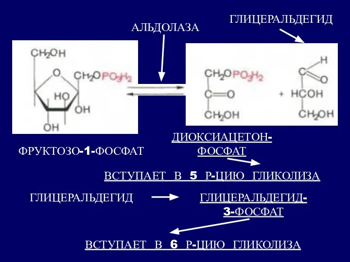 ГЛИЦЕРАЛЬДЕГИД ГЛИЦЕРАЛЬДЕГИД- 3-ФОСФАТ ВСТУПАЕТ В 6 Р-ЦИЮ ГЛИКОЛИЗА ВСТУПАЕТ В 5 Р-ЦИЮ ГЛИКОЛИЗА