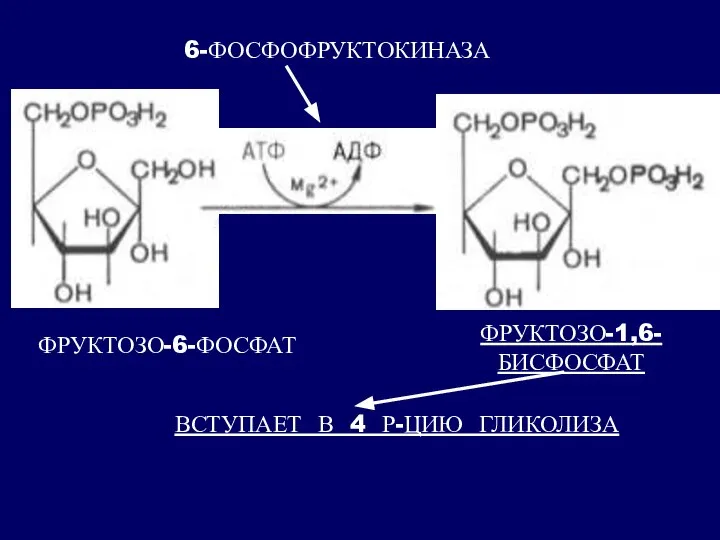 ФРУКТОЗО-6-ФОСФАТ ФРУКТОЗО-1,6-БИСФОСФАТ 6-ФОСФОФРУКТОКИНАЗА ВСТУПАЕТ В 4 Р-ЦИЮ ГЛИКОЛИЗА