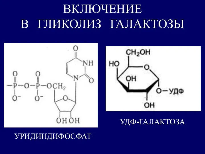 УРИДИНДИФОСФАТ ВКЛЮЧЕНИЕ В ГЛИКОЛИЗ ГАЛАКТОЗЫ УДФ-ГАЛАКТОЗА