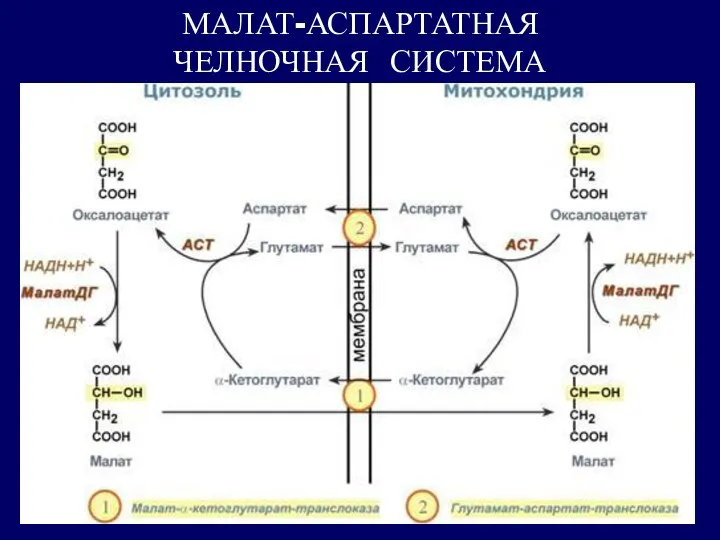 МАЛАТ-АСПАРТАТНАЯ ЧЕЛНОЧНАЯ СИСТЕМА