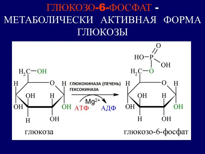 ГЛЮКОЗО-6-ФОСФАТ - МЕТАБОЛИЧЕСКИ АКТИВНАЯ ФОРМА ГЛЮКОЗЫ